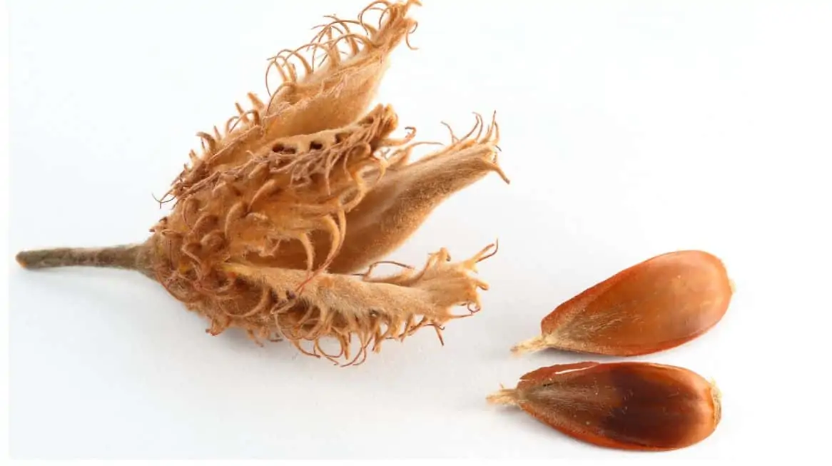 What Do Beech Nuts Taste Like