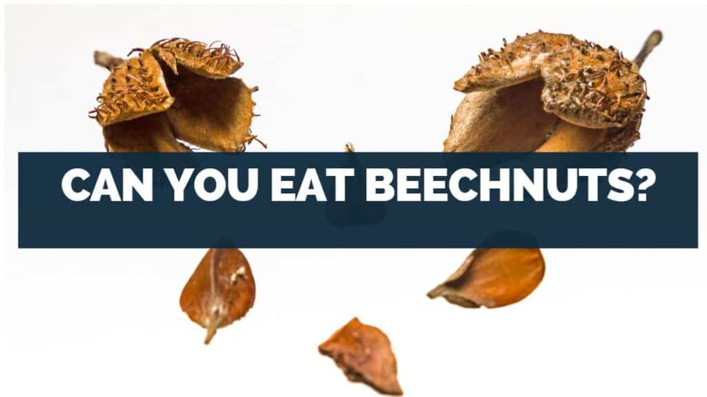 can you eat beechnuts