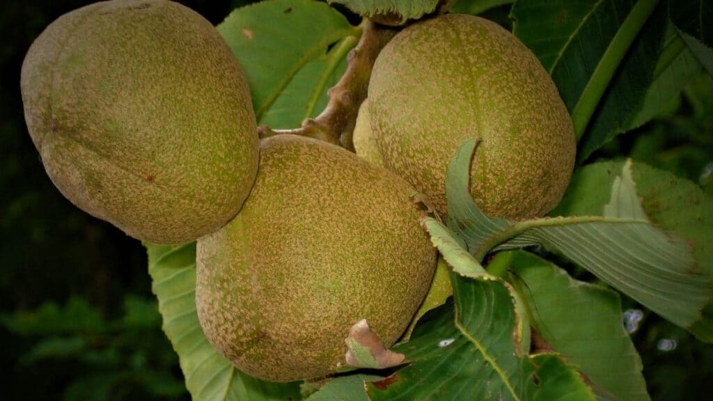 Are Buckeye Nuts Poisonous