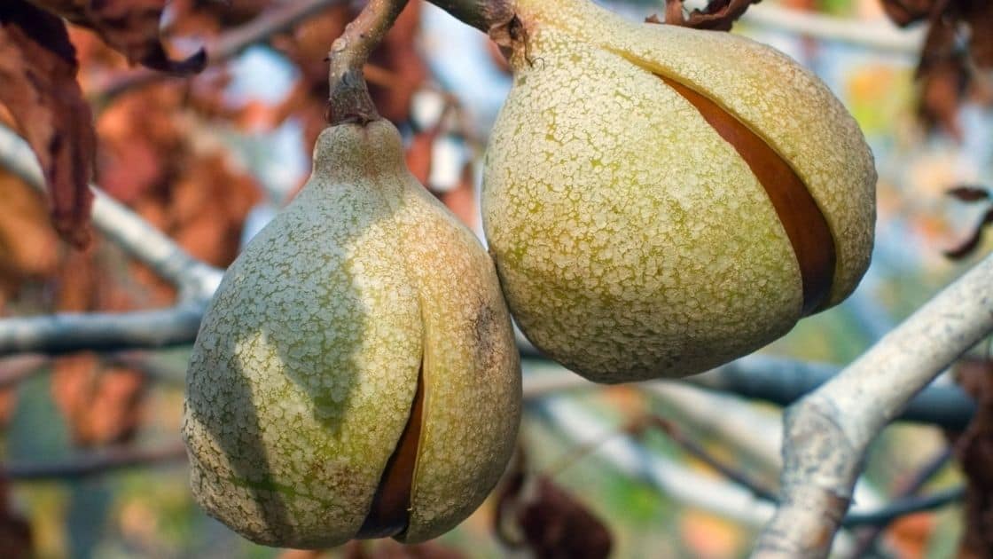 How Poisonous Are Buckeye Nuts To Humans? (Edible, Can You Eat)