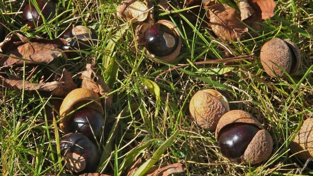 Buckeye Nuts in History