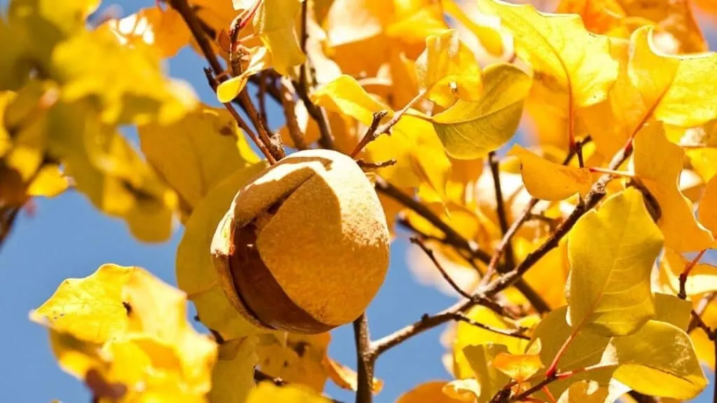 Can You Eat Buckeye Nuts