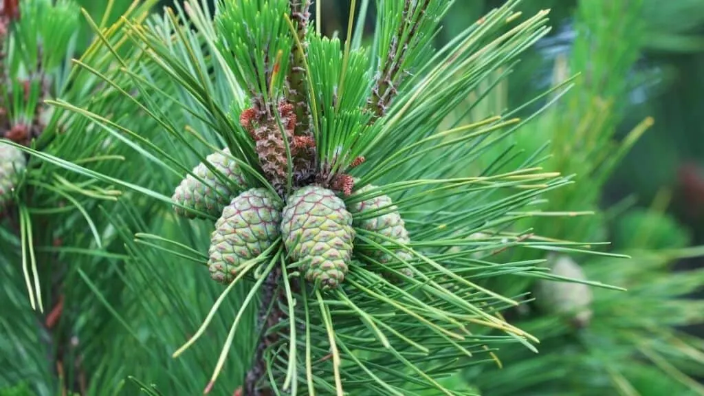 Do Pine Nuts Raise Testosterone