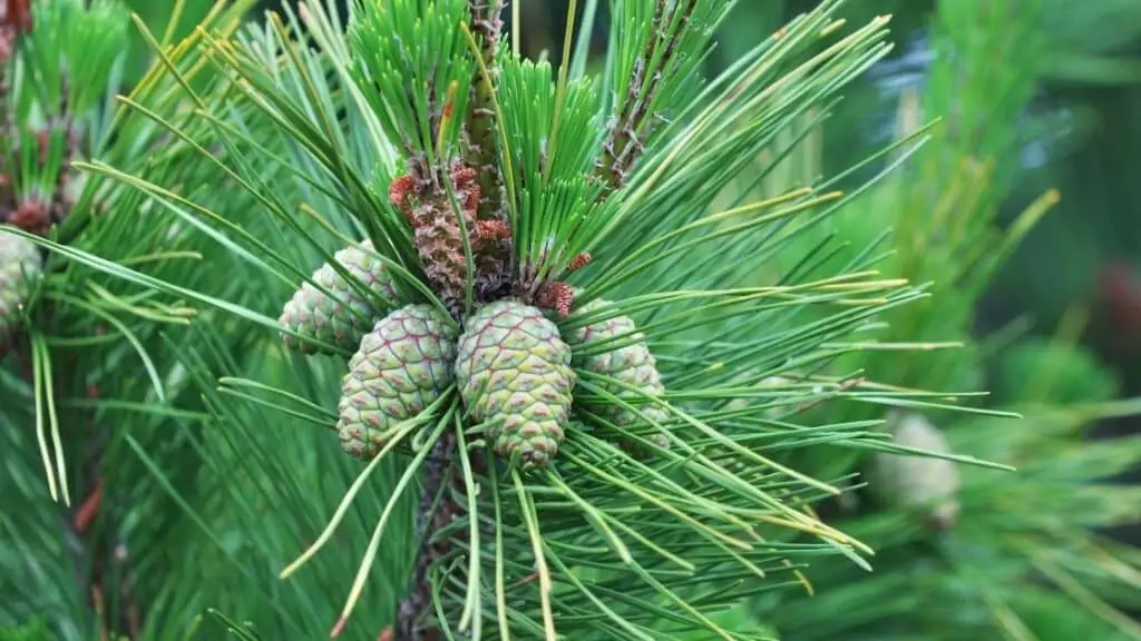 Do Pine Nuts Raise Testosterone