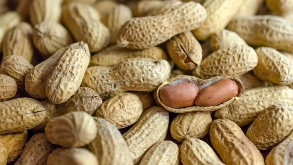 How Monkey Nuts Got Their Name