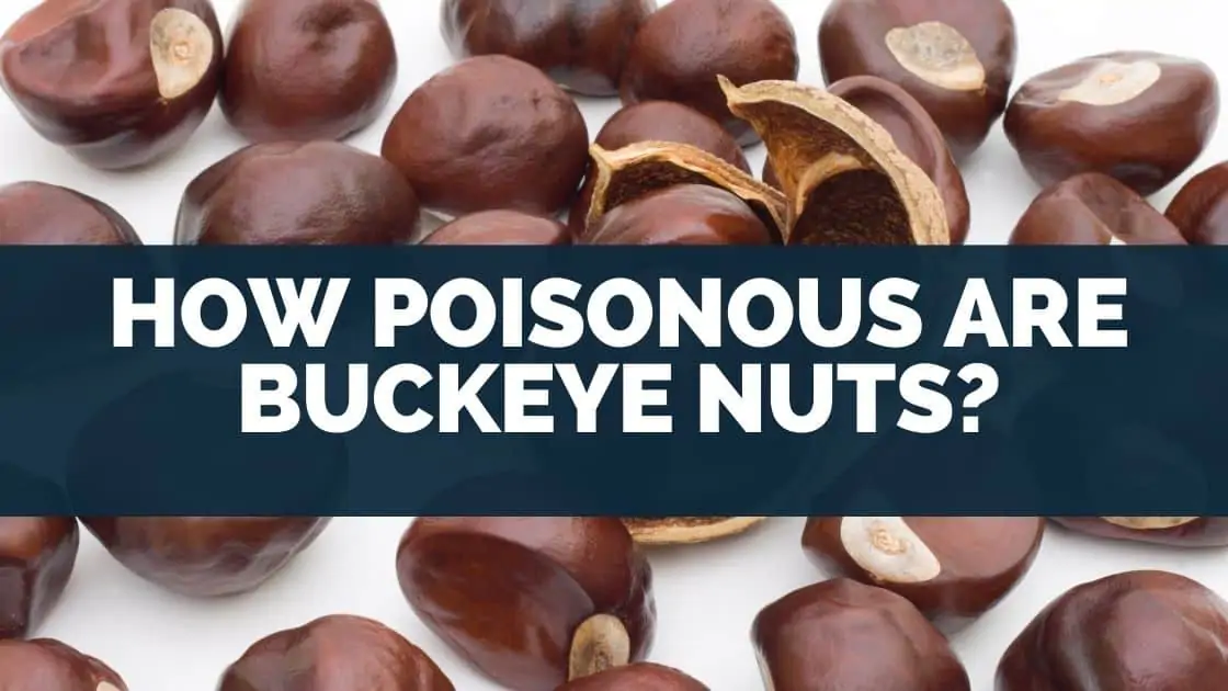 How Poisonous Are Buckeye Nuts