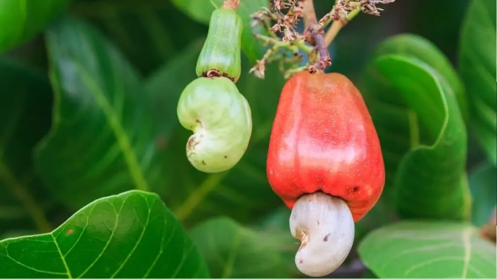 What Are the Disadvantages of Cashew Nuts