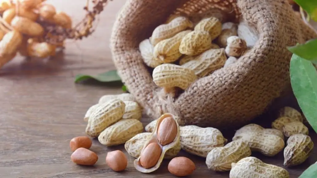 What Nut Has the Most Protein