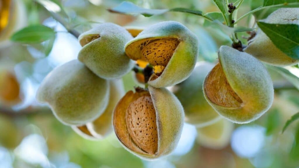 Which Nuts Are Not Vegan