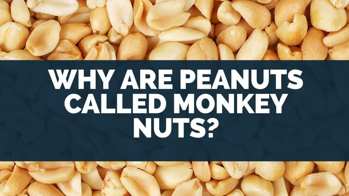 Peanuts Called Monkey Nuts
