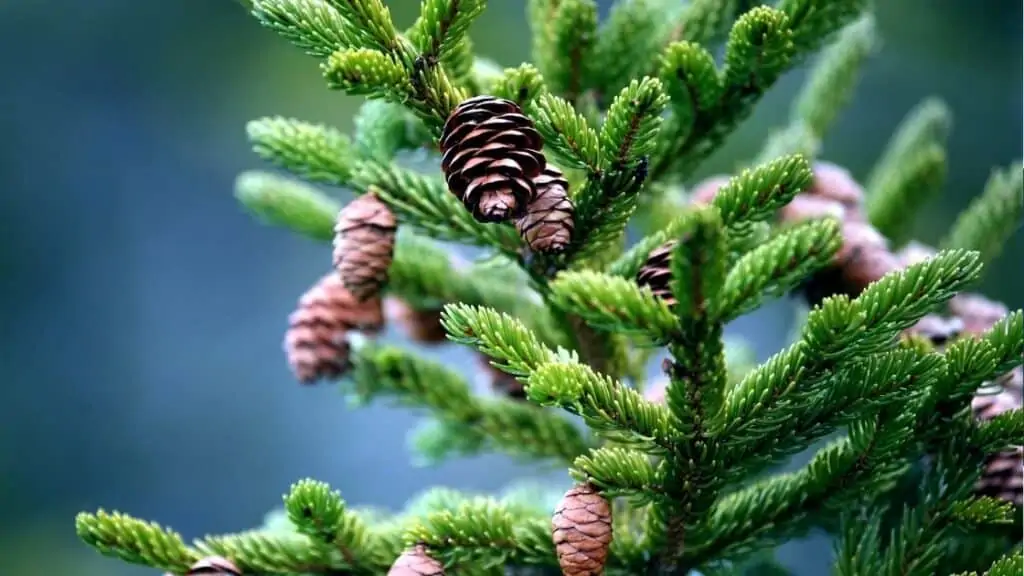 Why Are Pine Nuts So Expensive