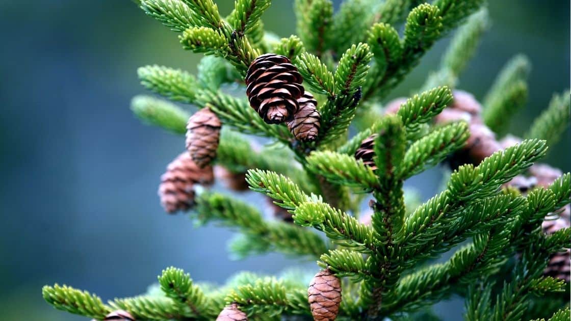 What Are the Benefits of Pine Nuts? Eat For Longer