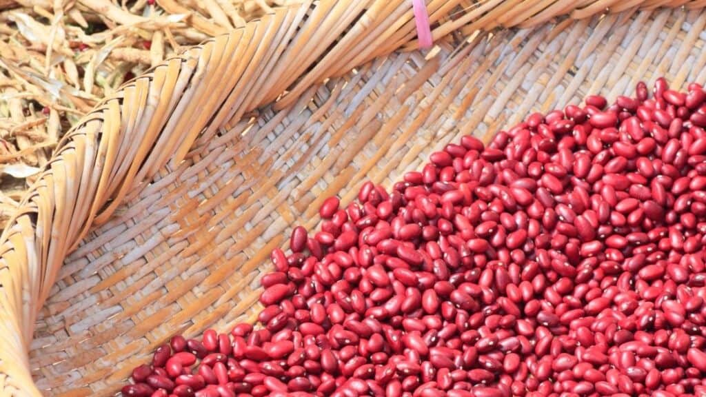 Are beans a starch or a protein