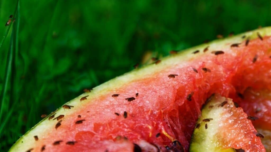 What Is the Fastest Way To Get Rid of Fruit Flies