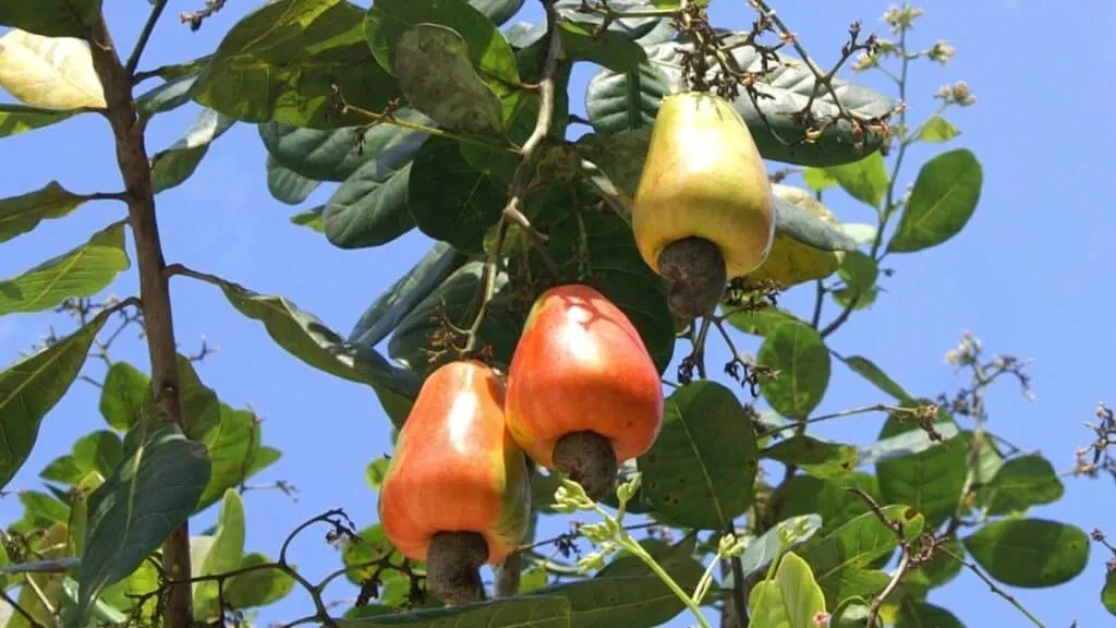 Are Cashew Apples Edible