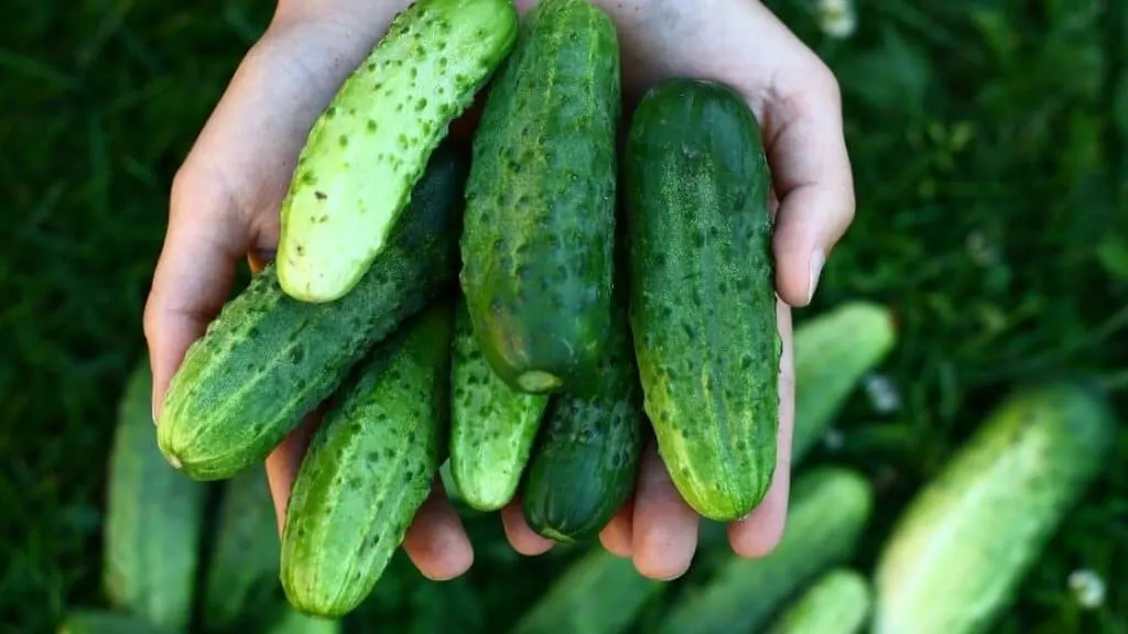 Are Cucumbers Keto