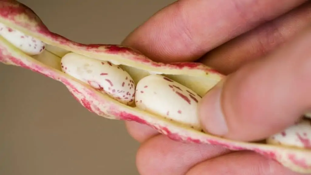 Are legumes a superfood