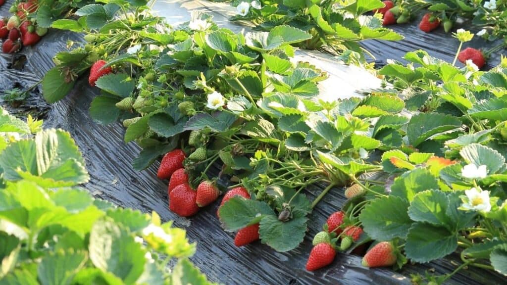 Are strawberries hard to grow