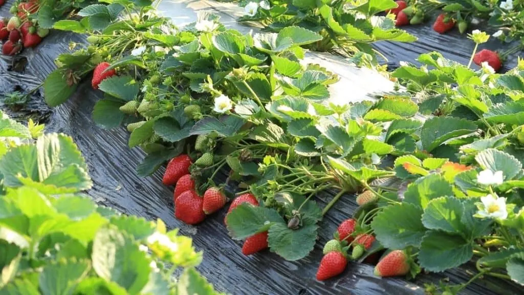 Are strawberries hard to grow