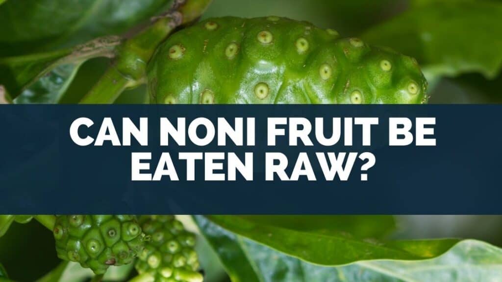 Can Noni Fruit Be Eaten Raw