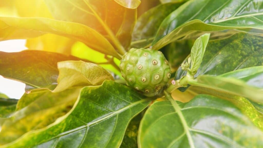 Can You Eat Noni Leaves