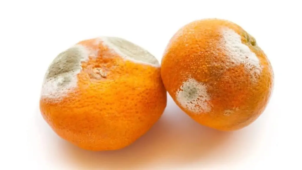 Can You Eat an Orange With Mold on the Peel