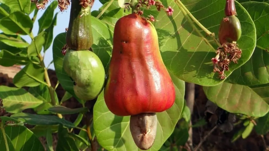 Cashew Apple Benefits