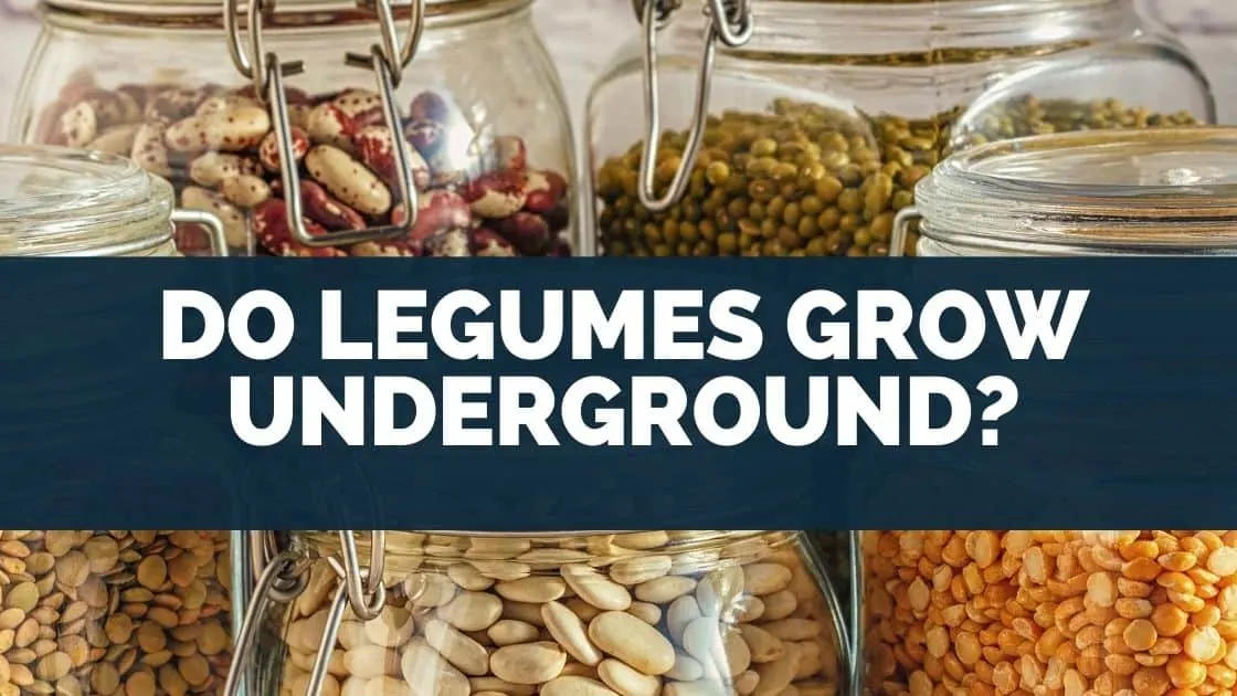 Do Legumes Grow Underground