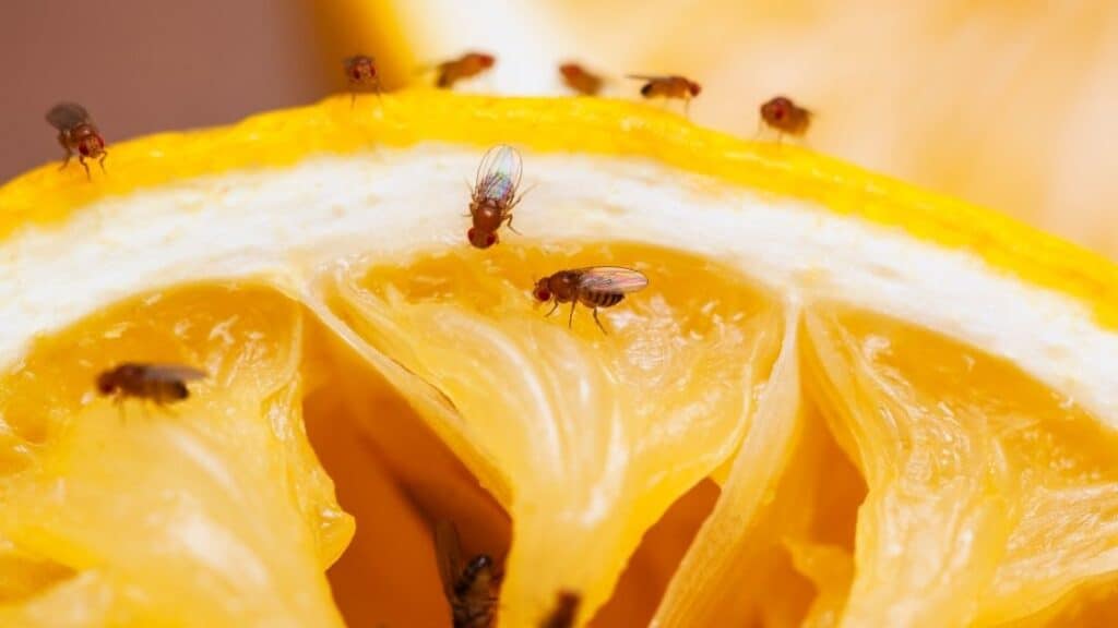 How Do I Get Rid of Fruit Flies in My Car