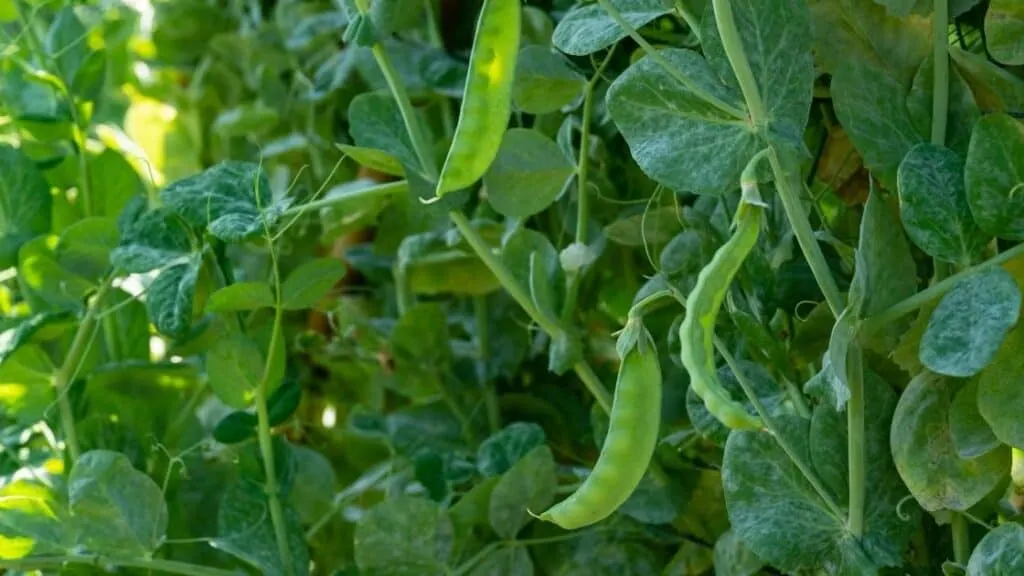How Do Legumes Benefit Other Plants