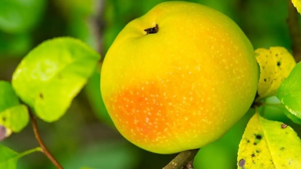 How Do You Know When a Quince Is Ripe