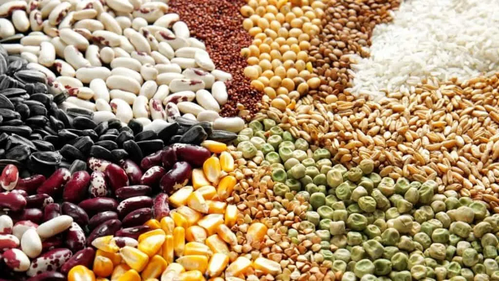 How are legumes and grains different