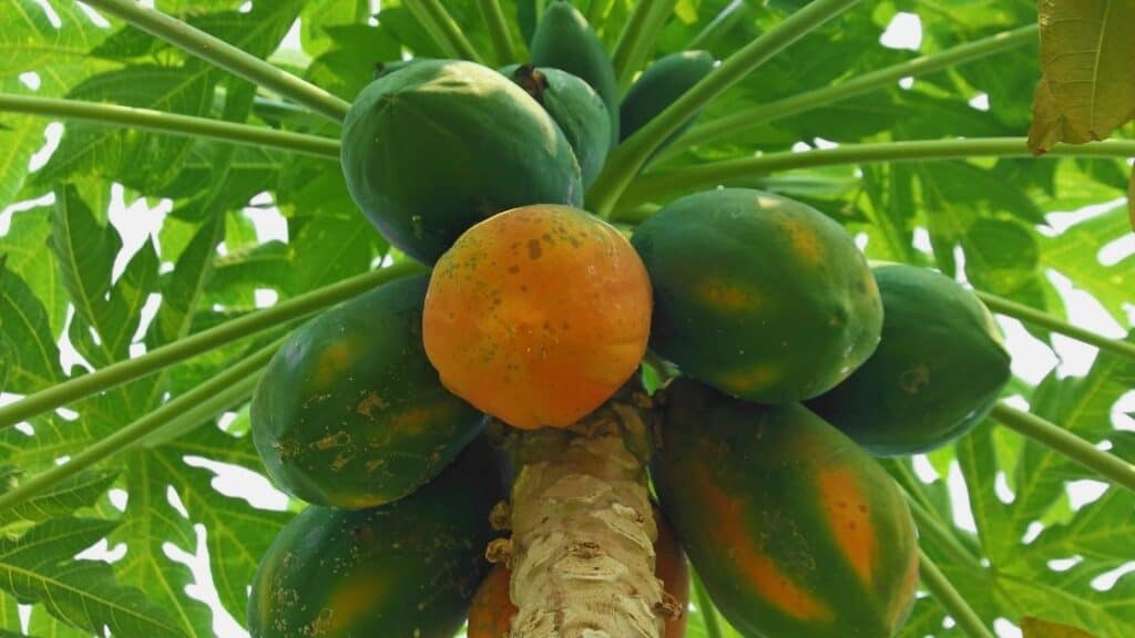How do I know if a papaya is ripe