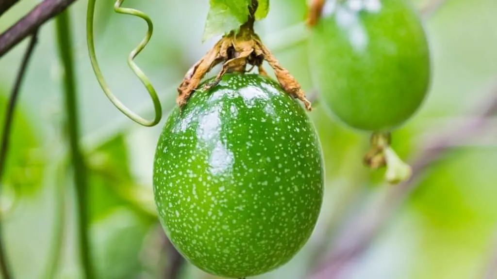 Should you eat passion fruit seeds