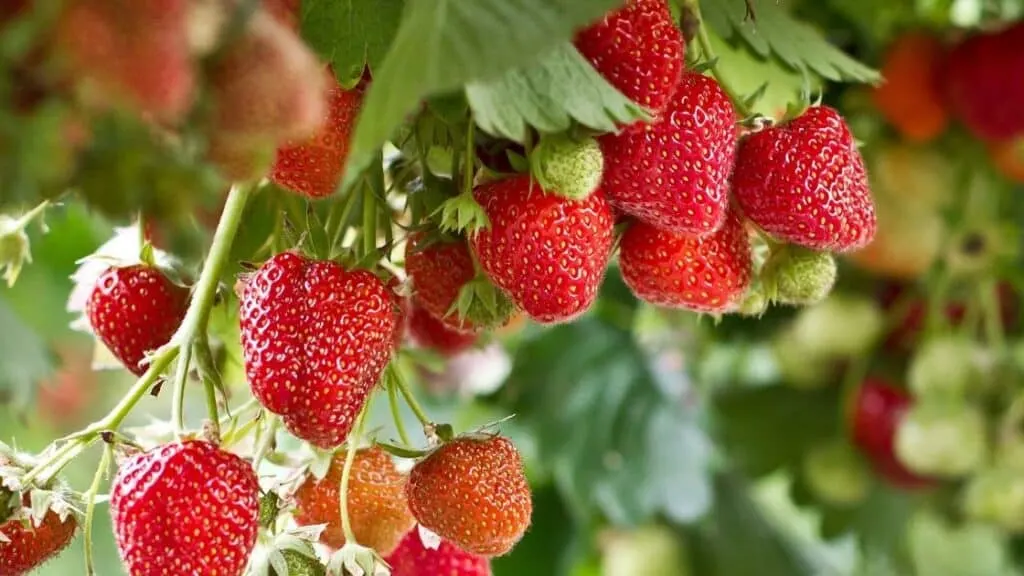 What Are the Side Effects of Eating Too Many Strawberries