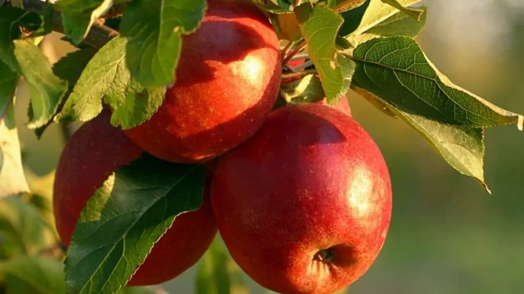 What Fruit Ripens Other Fruit