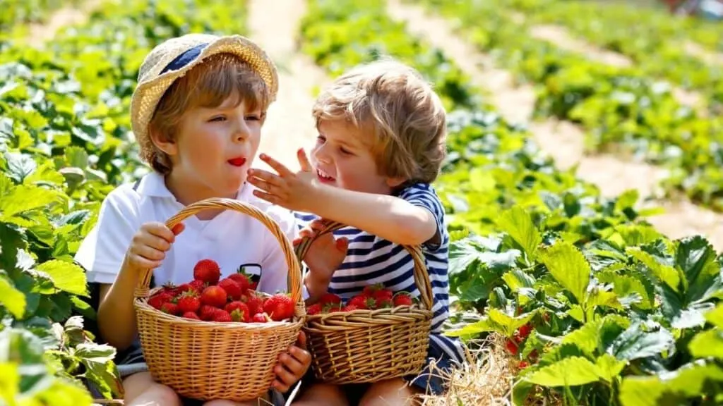What Is an Interesting Fact About Strawberries