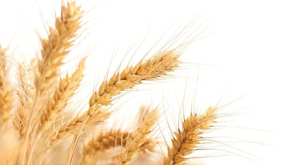 What ingredients should I avoid on a gluten-free diet