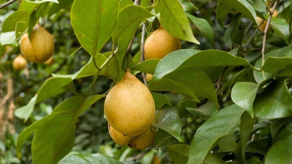 What is the edible part of nutmeg