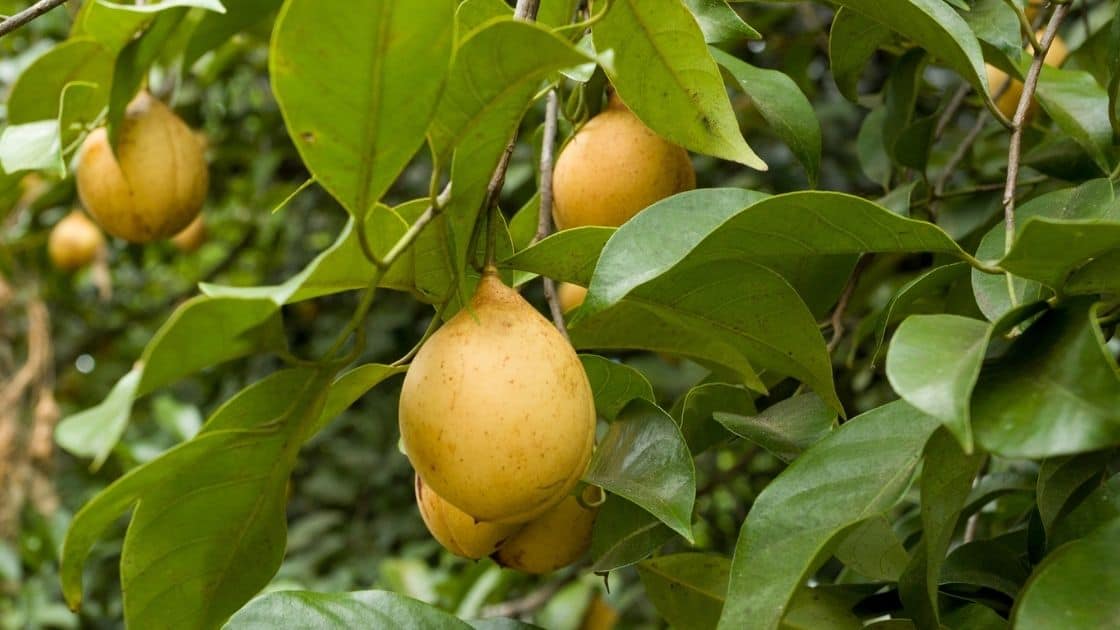 Can Nutmeg Fruit Be Eaten? [Vs Mace, Fruit, Nut]