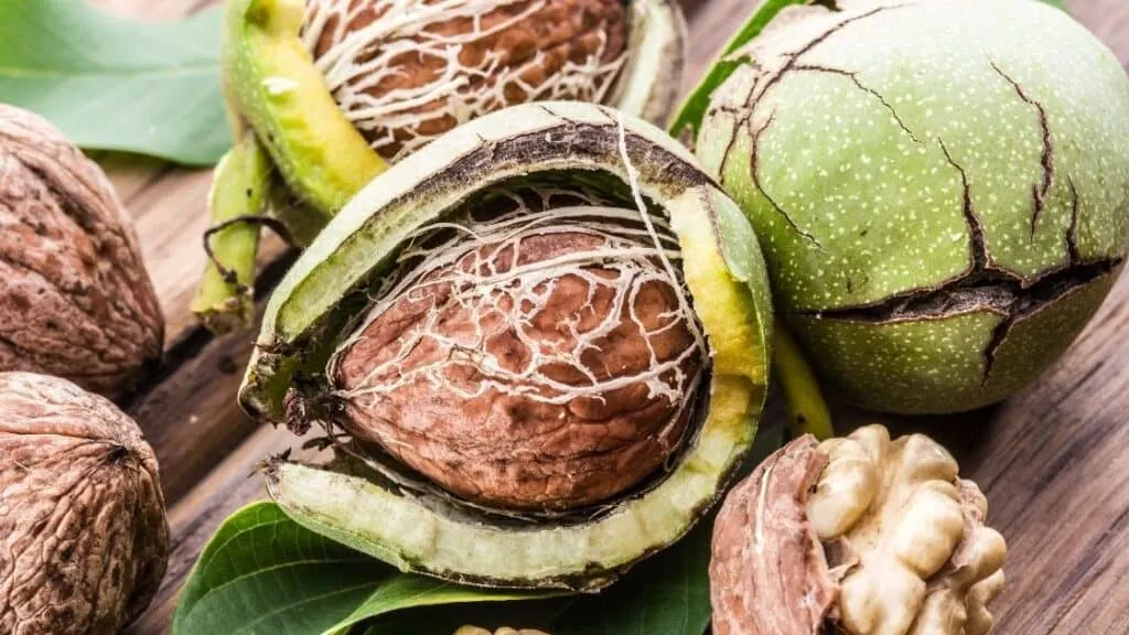 What kind of fruit is walnut