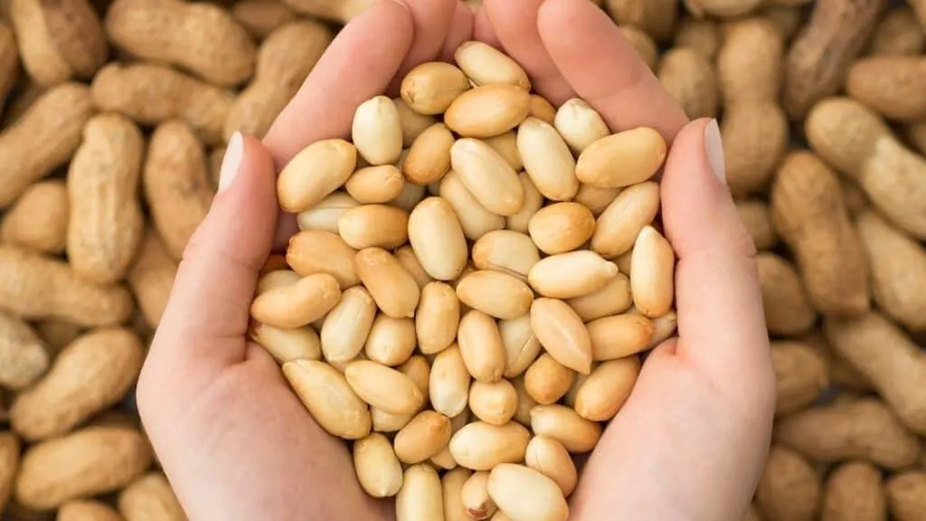 What Is The Difference Between Nuts And Legumes?