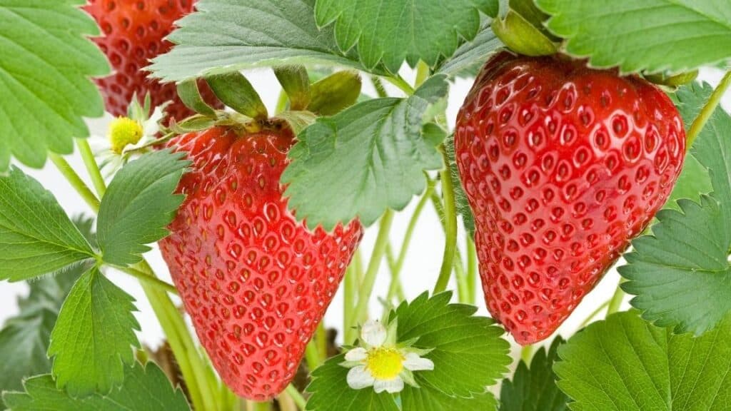 What months are strawberries in season