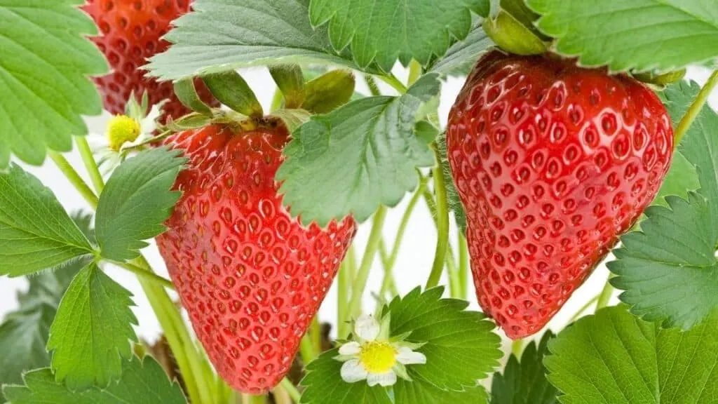 What months are strawberries in season