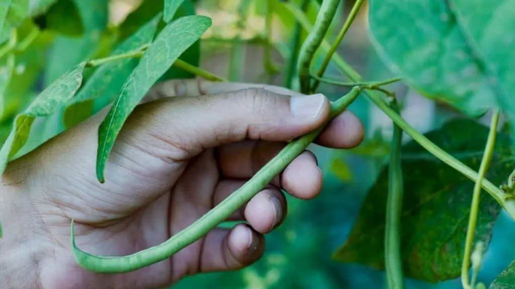 Where Do Legumes Come From