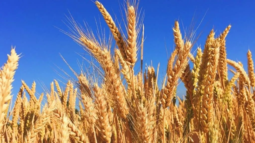 Which Grain Has the Lowest Glycemic Index