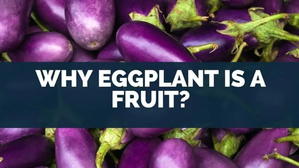 Why Eggplant Is a Fruit