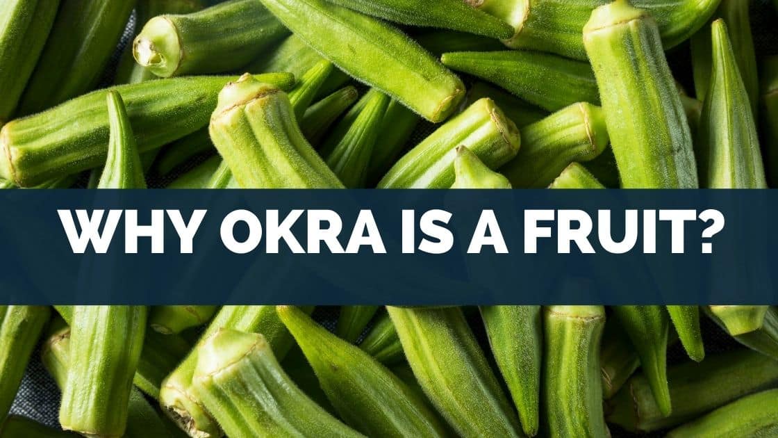 Why Okra Is a Fruit