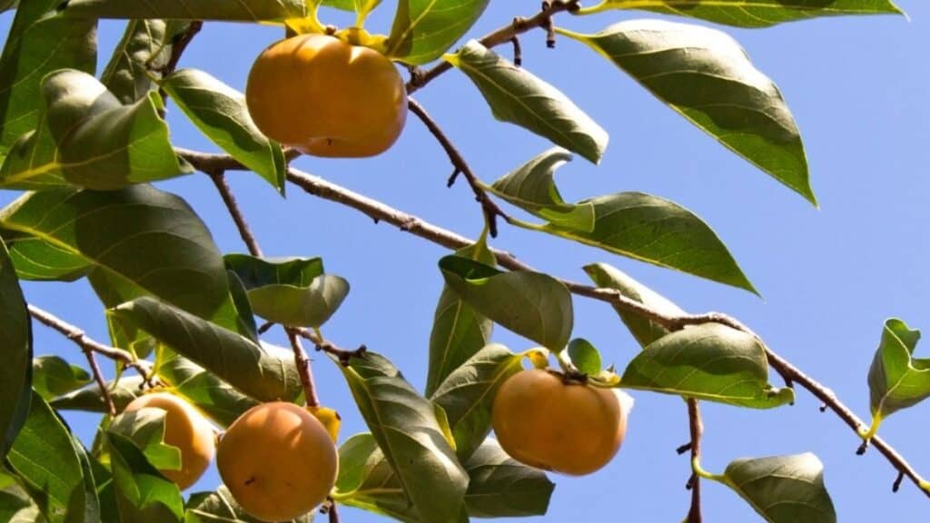 Why is some quince red