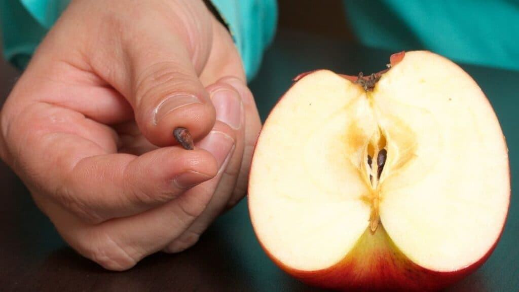 Are apple seeds good or bad